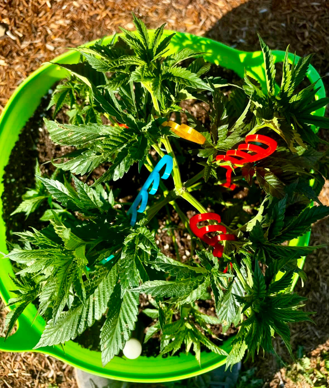 customer spotlight #7 - another canopy under control