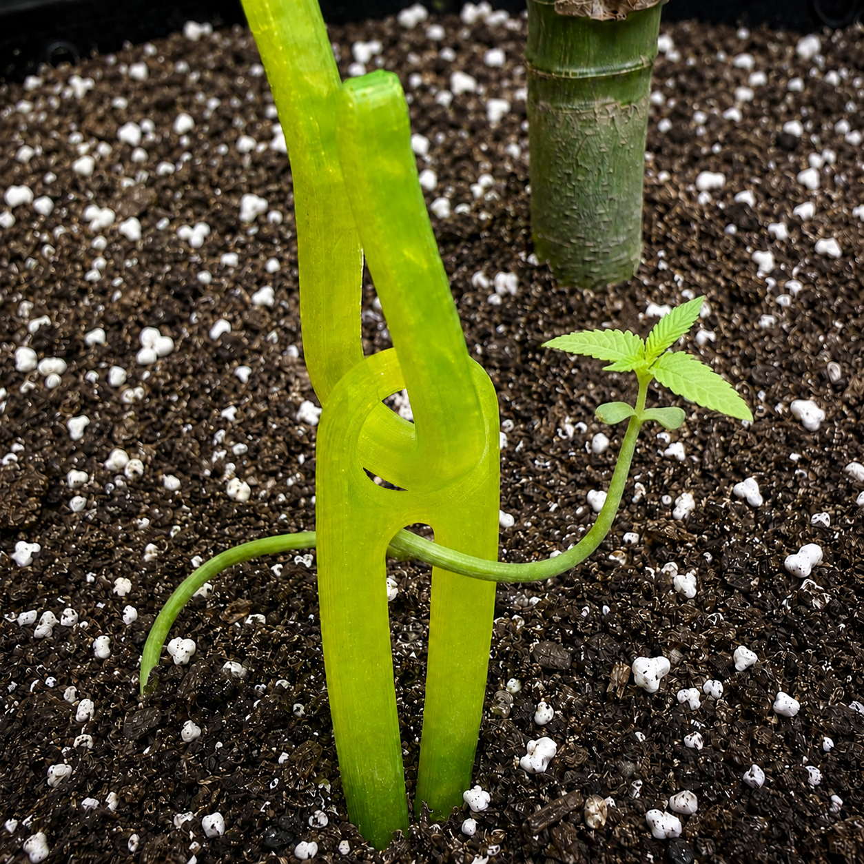 Grounder with HempHook installed and sprout growing up through slot