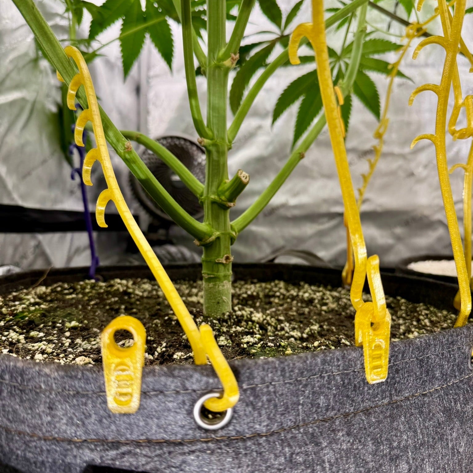 Potted plant with LST clips and rim clips  and HempHooks around the perimeter of the pot