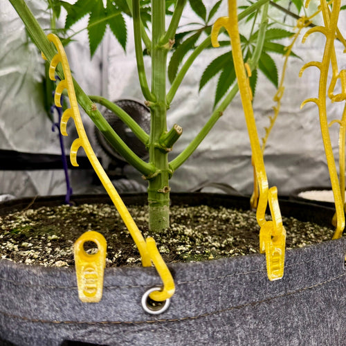 Potted plant with LST clips and rim clips  and HempHooks around the perimeter of the pot