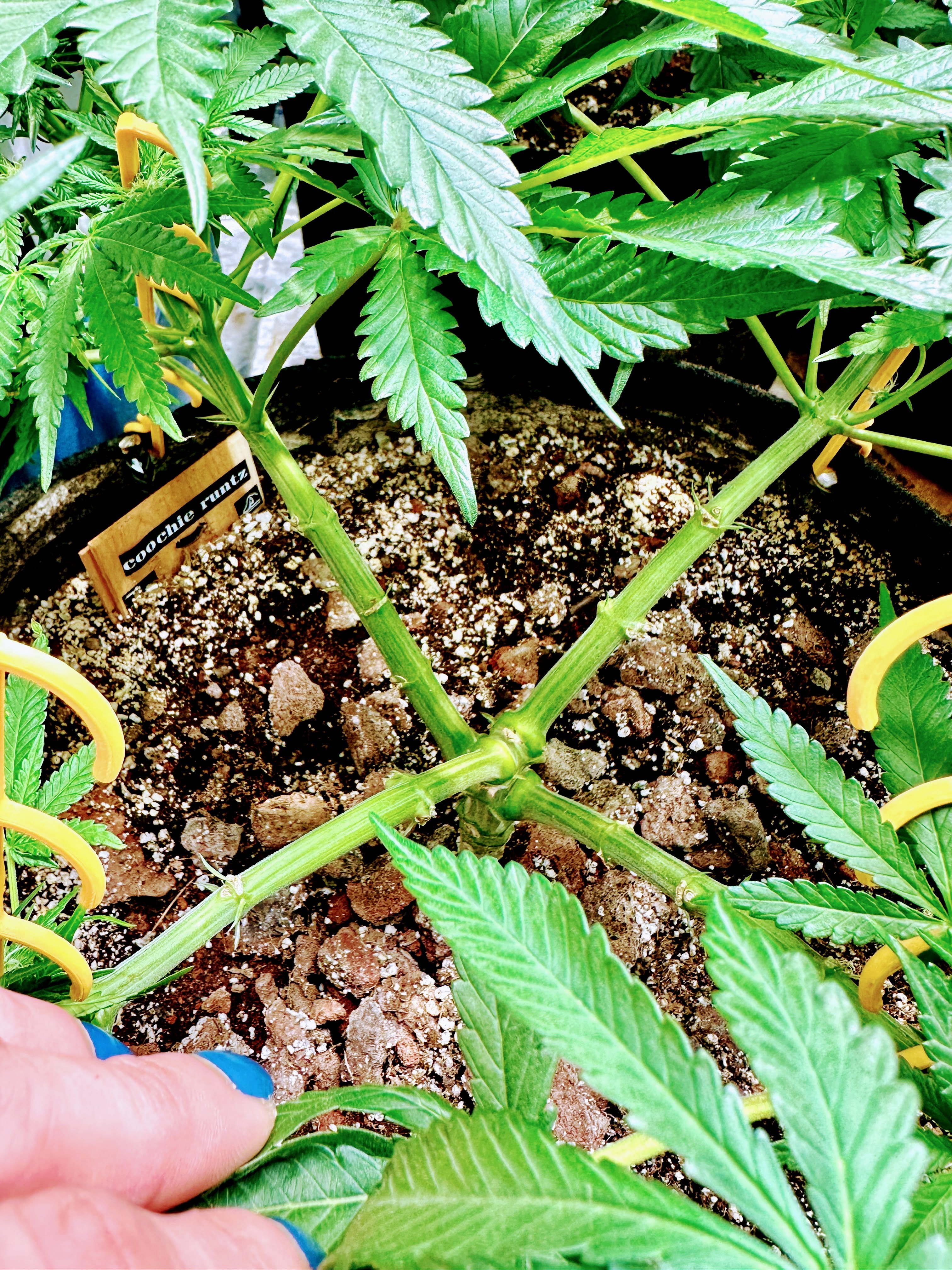 HempHooks Jamaican Edition NGNP Pack 🇯🇲 | LST Clips + Rim Clips | Patent Pending