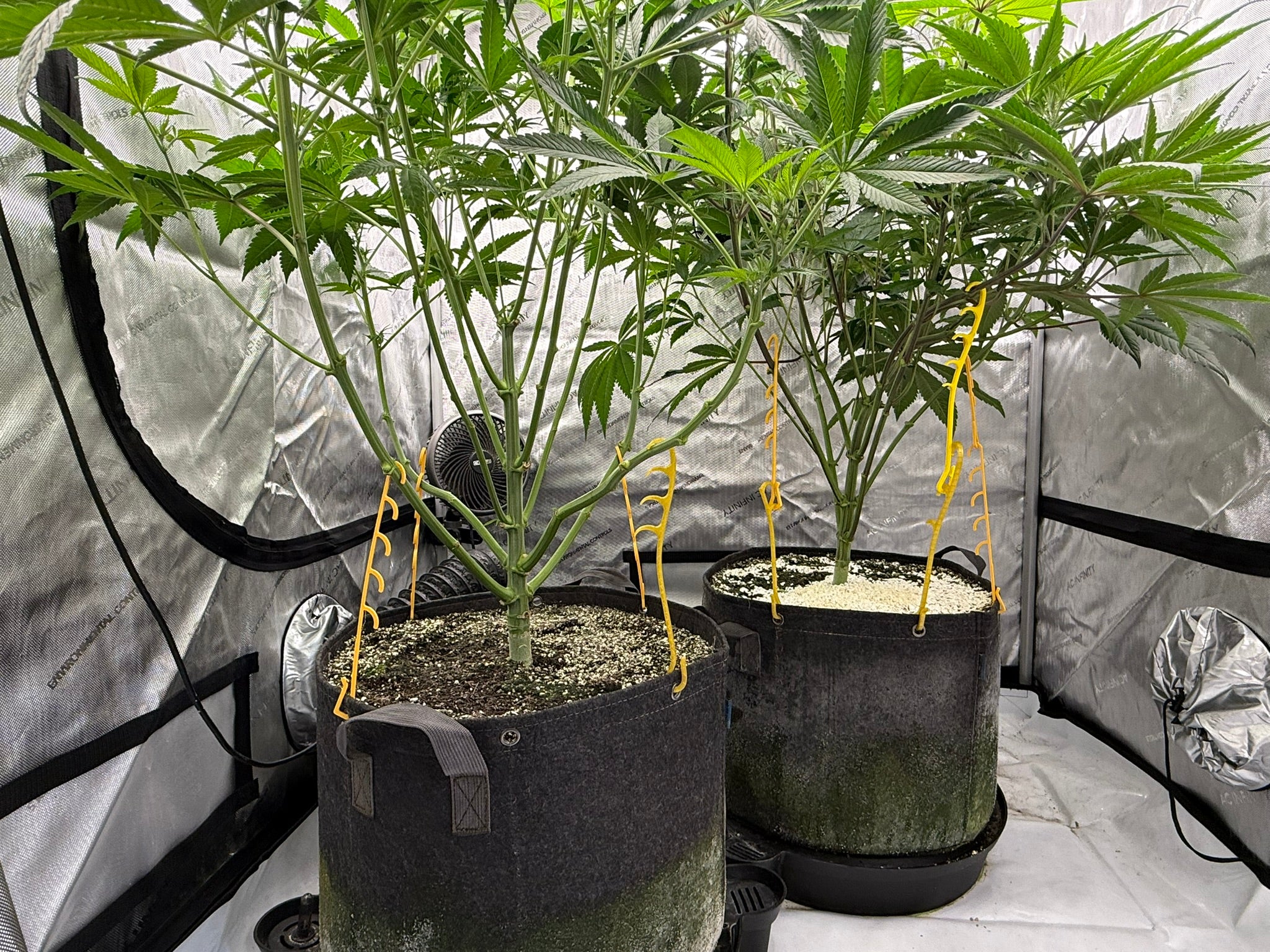 HempHooks Jamaican Edition NGNP Pack 🇯🇲 | LST Clips + Rim Clips | Patent Pending