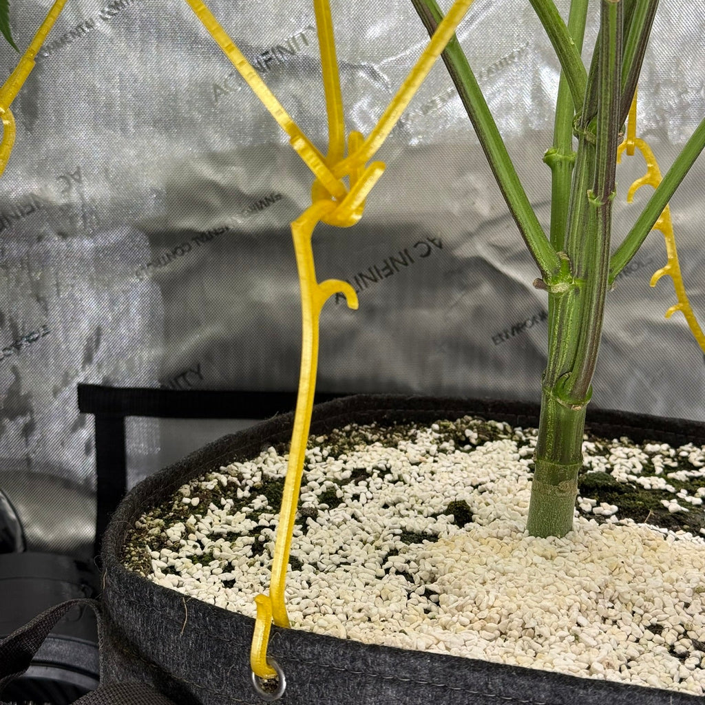Potted plant low stress trained by multiple interconnected HempHooks creating a system