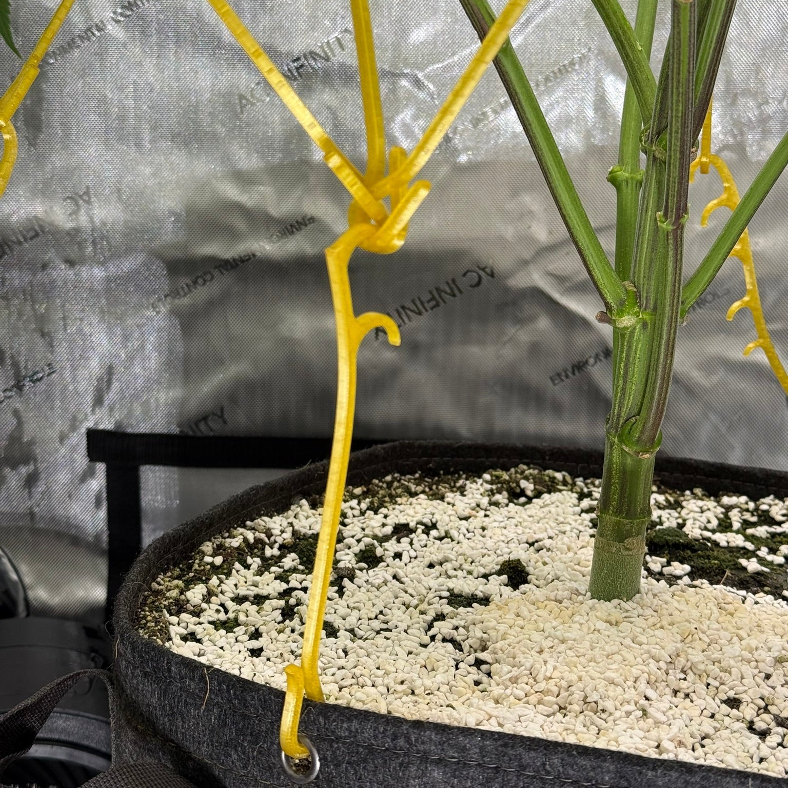 Potted plant low stress trained by multiple interconnected HempHooks creating a system