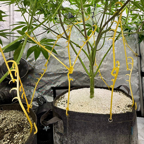 Potted plant being low stress trained by raw amber HempHooks