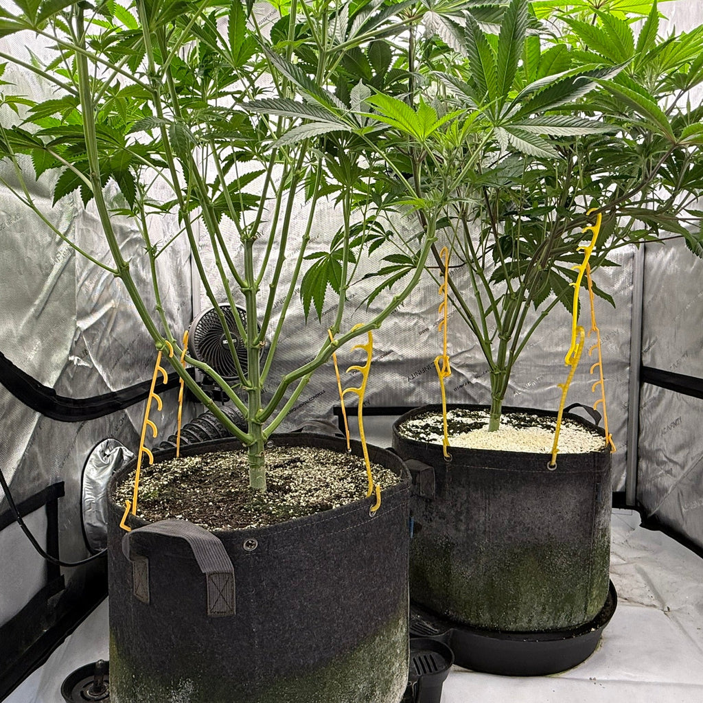Zoom out of HempHooks system installed on two potted plants