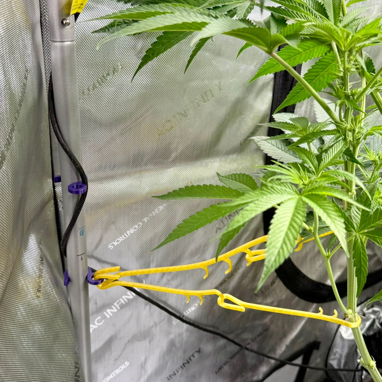 pole clip with two hemphook OG's